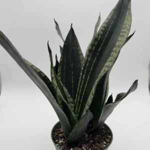 Sansevieria Whitney Snake Plant – Live Plant – 6" Pot – Easy Care Indoor Houseplant - Image 1