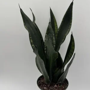 Sansevieria Whitney Snake Plant – Live Plant – 6