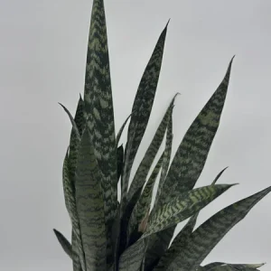 Sansevieria Zeylanica Snake Plant - 6