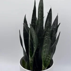Sansevieria Zeylanica Snake Plant - 6" Pot Indoor Live Plant - Image 2