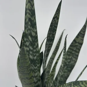 Sansevieria Zeylanica Snake Plant - 6
