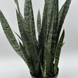 Sansevieria Zeylanica Snake Plant - 6