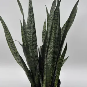 Sansevieria Zeylanica Snake Plant - 6