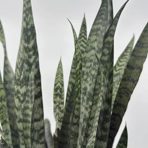 Sansevieria Zeylanica Snake Plant - 6