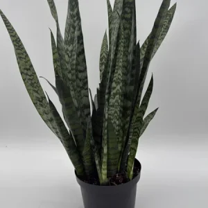 Sansevieria Zeylanica Snake Plant - 6