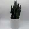 Sansevieria Zeylanica Snake Plant - 6" Pot Indoor Live Plant - Image 1