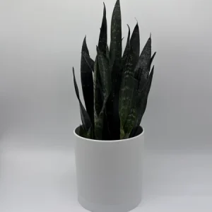 Sansevieria Zeylanica Snake Plant - 6" Pot Indoor Live Plant - Image 1