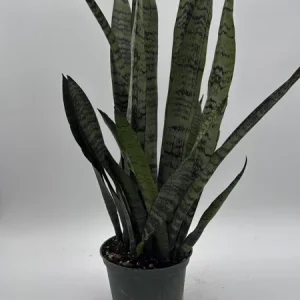 Sansevieria Zeylanica Snake Plant - 6