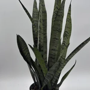 Sansevieria Zeylanica Snake Plant - 6