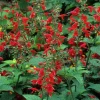 Scarlet Sage Live Plant - Salvia coccinea 1 Gallon Pot - Outdoor Flower - Image 1