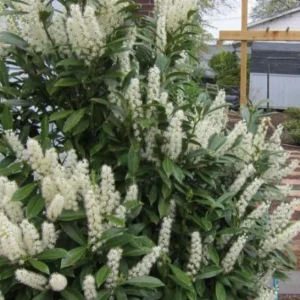 Schip Laurel Live Plant – 6-10 inch Tall in 2.5 inch Pot – Evergreen Shrub - Image 2