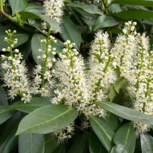 Schip Laurel Live Plant – 6-10 inch Tall in 2.5 inch Pot – Evergreen Shrub - Image 3