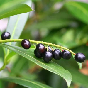 Schip Laurel Live Plant – 6-10 inch Tall in 2.5 inch Pot – Evergreen Shrub - Image 4