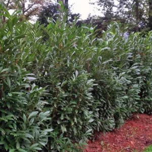 Schip Laurel Live Plant – 6-10 inch Tall in 2.5 inch Pot – Evergreen Shrub - Image 6