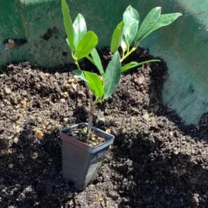 Schip Laurel Live Plant – 6-10 inch Tall in 2.5 inch Pot – Evergreen Shrub - Image 7
