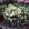 Schip Laurel Live Plant – 6-10 inch Tall in 2.5 inch Pot – Evergreen Shrub - Image 1