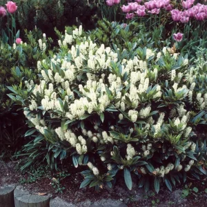 Schip Laurel Live Plant – 6-10 inch Tall in 2.5 inch Pot – Evergreen Shrub - Image 1
