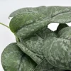 Scindapsus Pictus 'Mount Salak' Pothos Live Plant - Silver Variegated - 6 inch Pot - Indoor - Image 1