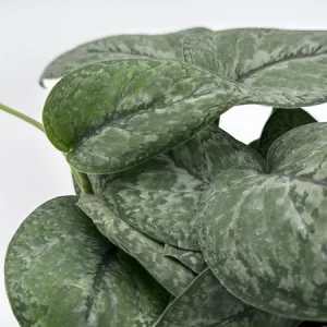 Scindapsus Pictus 'Mount Salak' Pothos Live Plant - Silver Variegated - 6 inch Pot - Indoor - Image 1