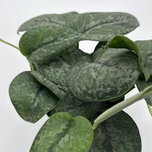 Scindapsus Pictus 'Mount Salak' Pothos Live Plant - Silver Variegated - 6 inch Pot - Indoor - Image 2