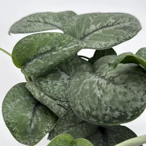 Scindapsus Pictus 'Mount Salak' Pothos Live Plant - Silver Variegated - 6 inch Pot - Indoor - Image 3