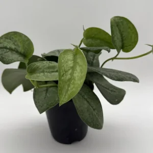 Scindapsus Pictus 'Mount Salak' Pothos Live Plant - Silver Variegated - 6 inch Pot - Indoor - Image 4