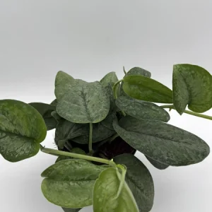 Scindapsus Pictus 'Mount Salak' Pothos Live Plant - Silver Variegated - 6 inch Pot - Indoor - Image 5