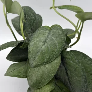 Scindapsus Pictus 'Mount Salak' Pothos Live Plant - Silver Variegated - 6 inch Pot - Indoor - Image 6