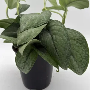 Scindapsus Pictus 'Mount Salak' Pothos Live Plant - Silver Variegated - 6 inch Pot - Indoor - Image 7