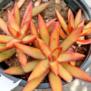 Sedum Adolphi Firestorm Succulent - 2 Live 2