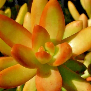 Sedum Adolphi Firestorm Succulent - 2 Live 2