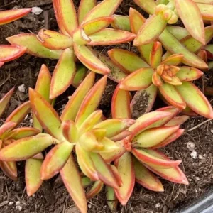 Sedum Adolphi Firestorm Succulent - 2 Live 2