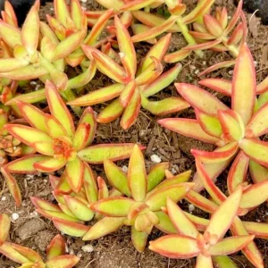 Sedum Adolphi Firestorm Succulent - 2 Live 2
