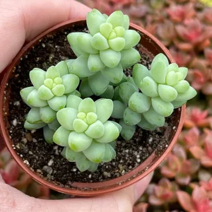 Sedum Burro's Tail & Burrito Succulent Live Plant Combo – 4-Pack - Image 2