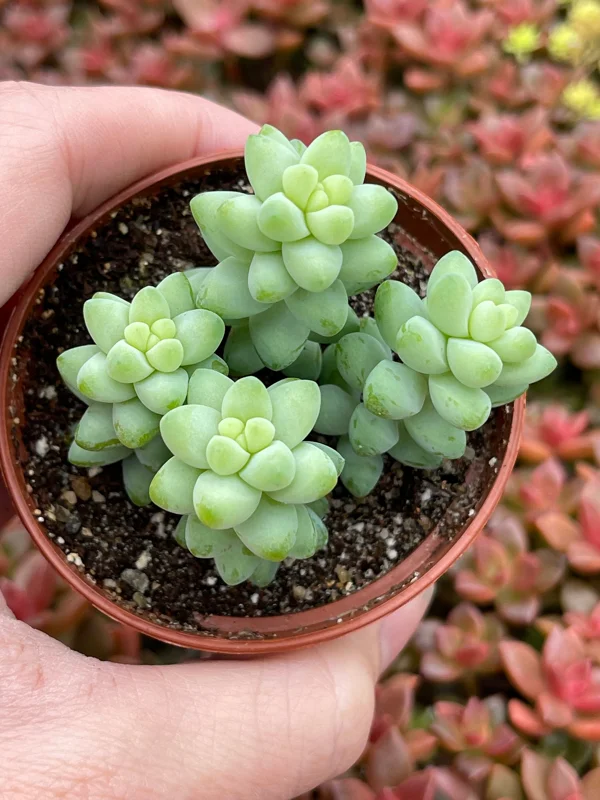 Sedum Burro's Tail & Burrito Succulent Live Plant Combo – 4-Pack - Image 2