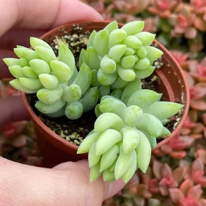 Sedum Burro's Tail & Burrito Succulent Live Plant Combo – 4-Pack - Image 3