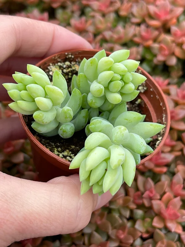Sedum Burro's Tail & Burrito Succulent Live Plant Combo – 4-Pack - Image 3