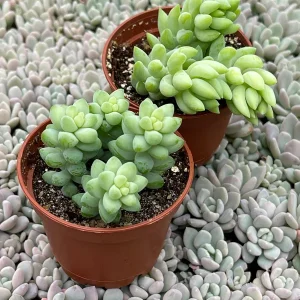 Sedum Burro's Tail & Burrito Succulent Live Plant Combo – 4-Pack - Image 4