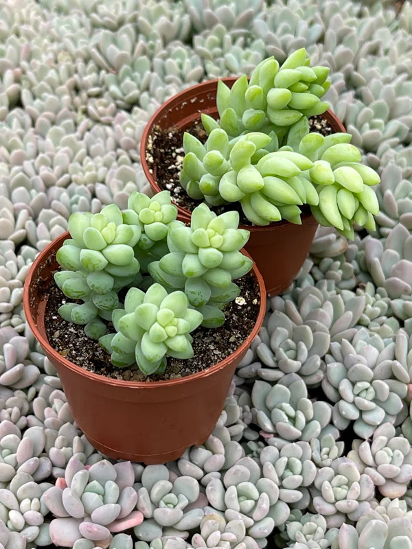 Sedum Burro's Tail & Burrito Succulent Live Plant Combo – 4-Pack - Image 4