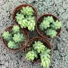Sedum Burro's Tail & Burrito Succulent Live Plant Combo – 4-Pack - Image 1