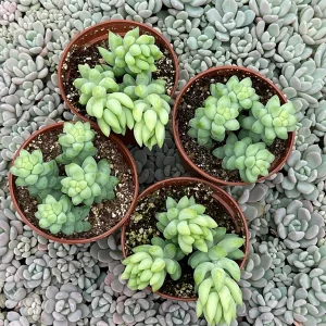 Sedum Burro's Tail & Burrito Succulent Live Plant Combo – 4-Pack - Image 1