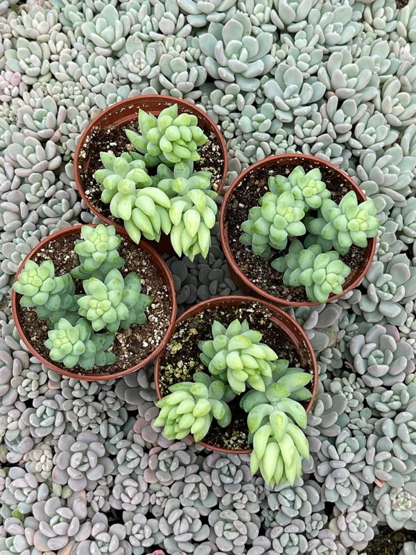 Sedum Burro's Tail & Burrito Succulent Live Plant Combo – 4-Pack - Image 1