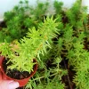 Sedum Rupestre Angelina Live Plant – Drought Tolerant Trailing Ground Cover Stone Crop - Image 1