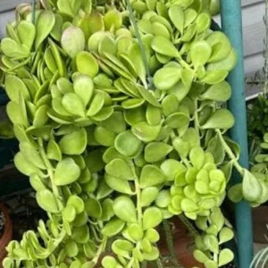 Senecio Jacobsenii Trailing Succulent Live Plant - Green Purple Jade 4-6