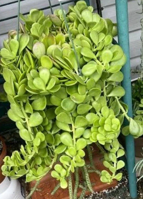 Senecio Jacobsenii Trailing Succulent Live Plant - Green Purple Jade 4-6" Rooted - Image 2