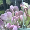 Senecio Jacobsenii Trailing Succulent Live Plant - Green Purple Jade 4-6" Rooted - Image 1