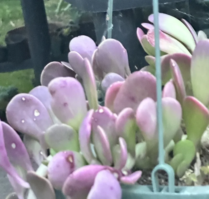 Senecio Jacobsenii Trailing Succulent Live Plant - Green Purple Jade 4-6" Rooted - Image 1