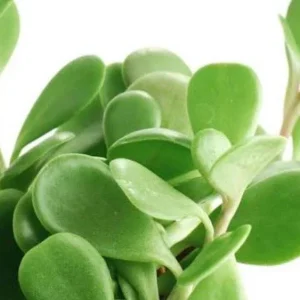 Senecio Jacobsenii Trailing Succulent Live Plant - Green Purple Jade 4-6