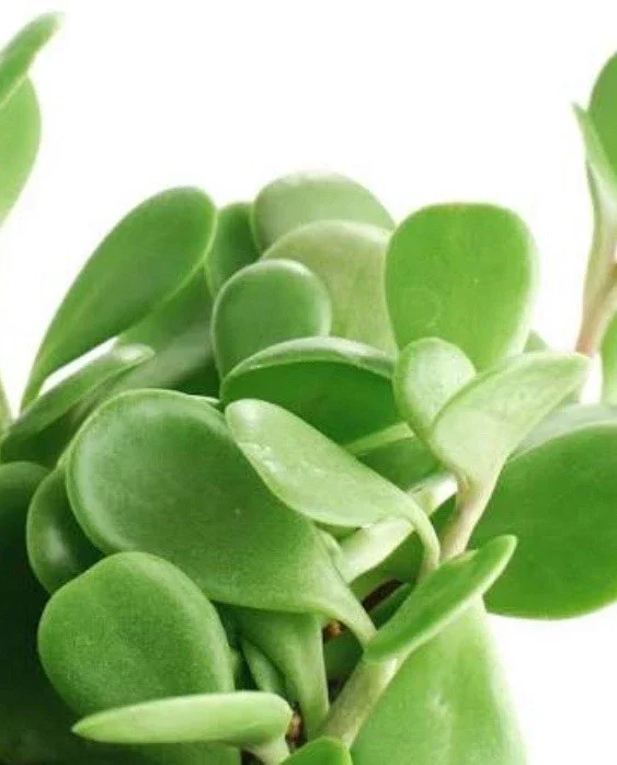 Senecio Jacobsenii Trailing Succulent Live Plant - Green Purple Jade 4-6" Rooted - Image 3