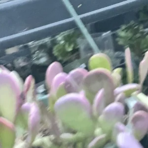Senecio Jacobsenii Trailing Succulent Live Plant - Green Purple Jade 4-6